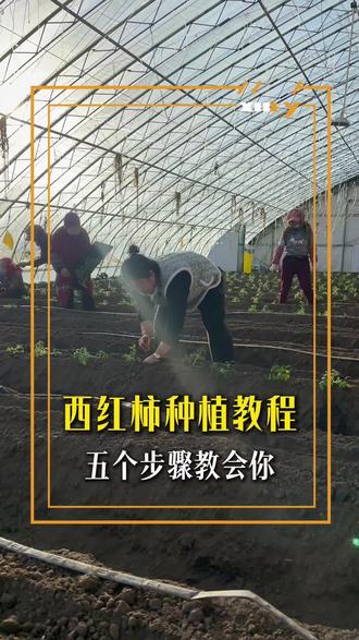 草莓西红柿到底怎么栽才最好,今天正好栽3个棚的苗,顺便和大家说一说,学会这五招!#种植小技巧 #蔬菜 #家庭种植#三农耕云计划 #新农人