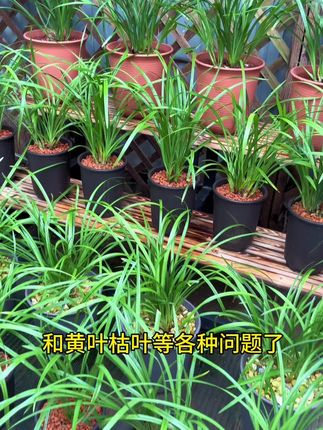 兰花黄叶烂根了,你就在一斤清水里面加一毫升它,给你的兰花浇一浇#兰花#病虫害防治 #花卉绿植 #爱兰花爱生活
