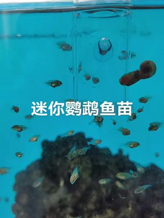 #热带鱼繁殖 鱼苗可爱,萌萌哒。