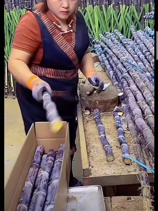 广西黑皮甘蔗新鲜水果应当季特产现砍现发脆甜孕妇果3-9斤清甜杆