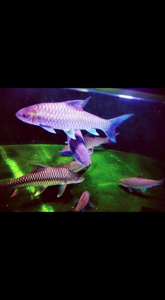 #热门 加点滤镜骗骗没养过吉罗鱼的小白可不可以?😂😂😂😂😂