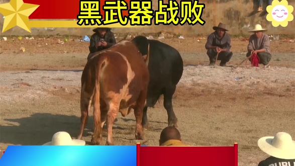 下广东了吗🙈#黑武器牛王#小曼巴牛王#斗牛爱好