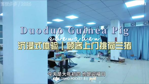 沉浸式体验|顾客上门挑荷兰猪
每一只都在认真被喜欢
被选中的那一刻,就是最好的缘分✨#荷兰猪豚鼠 #上门挑猪 #荷兰猪##荷兰猪日常