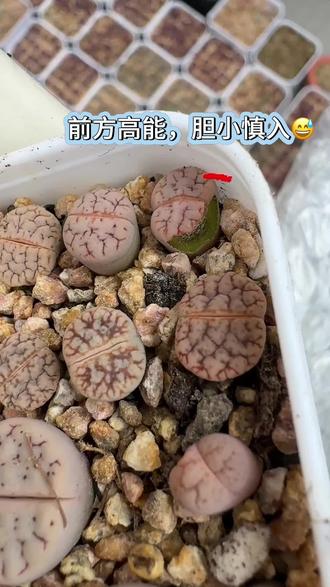 露养好几年,今年出现了特别多的毛毛虫🐛,它竟然也吃生石花和肉锥,各位花友们遇到过吗?用什么药呢?
#生石花多肉 #露养多肉 #多肉虫害防治 #害虫毛毛虫 #激励计划