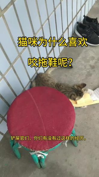 #狸花猫 猫猫为什么喜欢咬拖鞋呢?