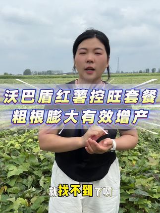 沃巴盾红薯控旺组合#红薯种植#红薯增产增收#红薯控旺组合