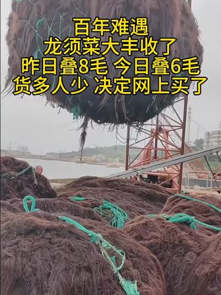 #龙须菜大丰收了 #龙须菜凉拌做法 #龙须菜的正确做法 #龙须菜批发 #龙须菜母