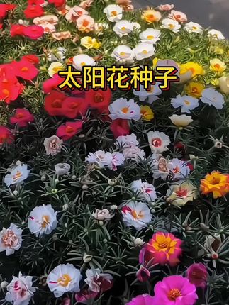 花开有时,美好不限时~ 侍弄花草的日子,连时光都变得慢悠悠的,每一片新叶、每一朵绽放,都是生活给的小惊喜~#爱生活爱养花 #赏花🌸 #花卉绿植#无限回购的宝藏单品