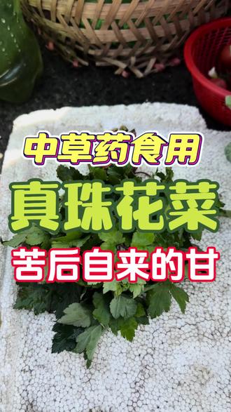 中草药食用,真珠花菜猪血汤,你吃过吗?
#真珠花菜#刘寄奴#鸭脚艾#珍珠花菜#真珠花菜猪血汤