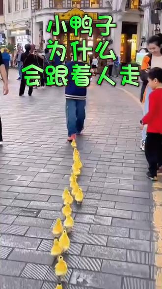 小鸭子为什么跟着人走