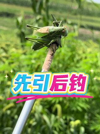 这只蝈蝈既贪吃又暴躁,先引后钓,轻松捉到! #蝈蝈 #野采 #昆虫