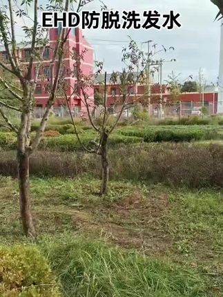 姐妹们真的可以去试试它了,敢把这几个大字打在包装上这款EHD洗发水真的有点,#ehd防脱洗发水 #洗发水推荐 #控油蓬松洗发水推荐