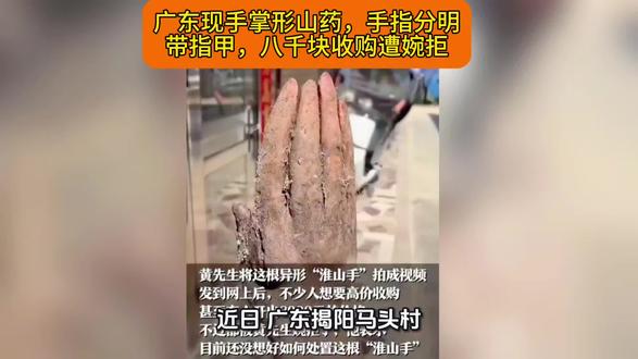 广东现手掌形山药,手指分明带指甲,八千块收购遭婉拒