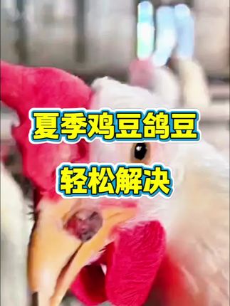 #养鸡 #养殖 #养鸡技术 #新农人计划 #土鸡