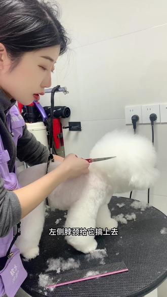 今天金金宝贝来美容,顺便展示一下修剪布朗熊的方法教程#比熊造型#长春宠物店#长春宠物美容#长春宠物美容培训 #宠物美容教程