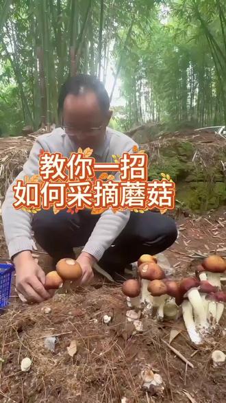 人间美味,大自然的馈赠,大球盖菇金松茸来了,你心动了吗?
#夜宵吃什么 #各地文旅在线喊话必吃榜 #抖音小助手 #热门音乐🔥