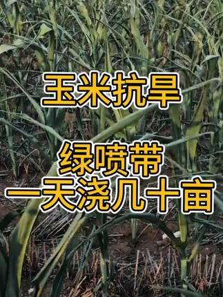 玉米干旱,专车发往河南安徽,一天三班车,抗旱浇地,就选这款绿喷带,省时高效灌溉,一个人浇灌几十亩地,保证现货现发!#抗旱浇地 #玉米抗旱 #微喷带 #河南玉米地 #农民浇地不容易