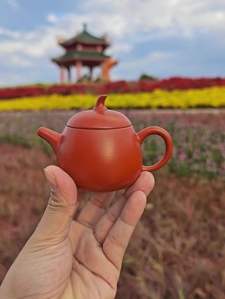 瓜壶#喝茶 #茶道 #茶生活