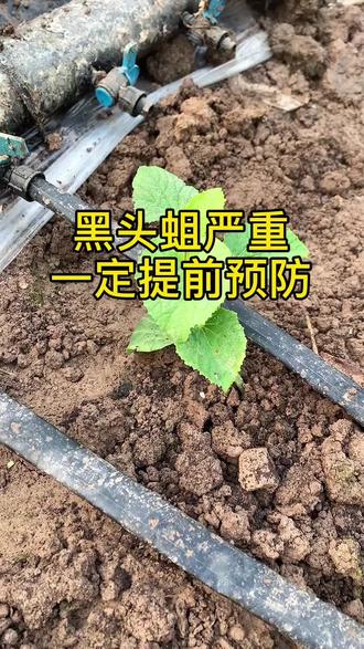 #创作者中心 #创作灵感 黑头蛆严重,一定提前预防#三农 #我的乡村生活 #种植小技巧 @DOU+小助手 @DOU+上热门
