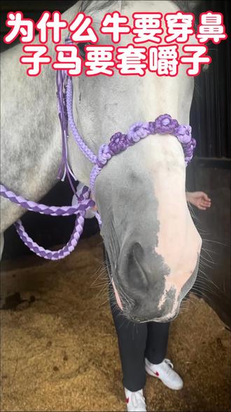 为什么牛要穿鼻子,马却要套嚼子呢?#科普#涨知识#牛#马