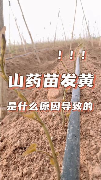 山药苗发黄是什么原因导致的#三农种植