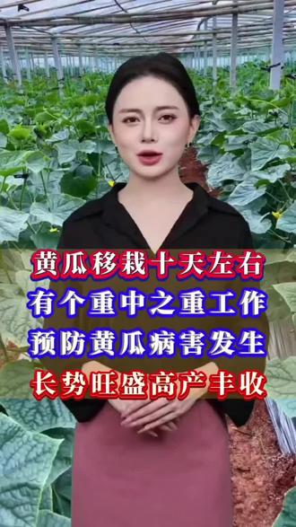 黄瓜卫士厂家直销 黄瓜高产必备#黄瓜种植施肥 #黄瓜高产 #黄瓜高产叶面肥