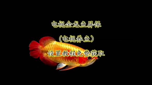金龙鱼电视屏保下载和设置教程,电视养鱼教程,金龙鱼屏保下载教程,金龙鱼动态壁纸下载,金龙鱼4k超清全面屏。海信电视机屏保龙鱼设置教程,金龙鱼动态壁纸下载免费,TCL金龙鱼电视屏保设置教程,小米电视金龙鱼屏保设置教程,金龙鱼屏保高清4下载教程#电视养鱼教程#电子养鱼#电视屏保#金龙鱼屏保#电视屏保设置教程电视养鱼,电子养鱼。金龙鱼电视屏保教程