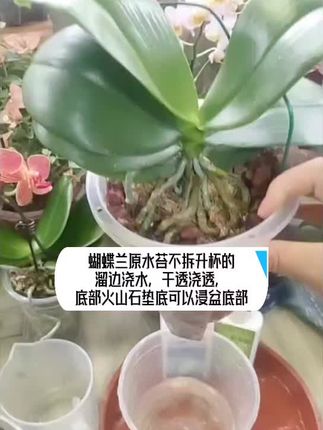 蝴蝶兰浇水施肥,原水苔不拆升杯的苗,溜边浇水,干透浇透,底部浸盆(火山石垫底通风透气)#蝴蝶兰浇水#爱生活爱养花