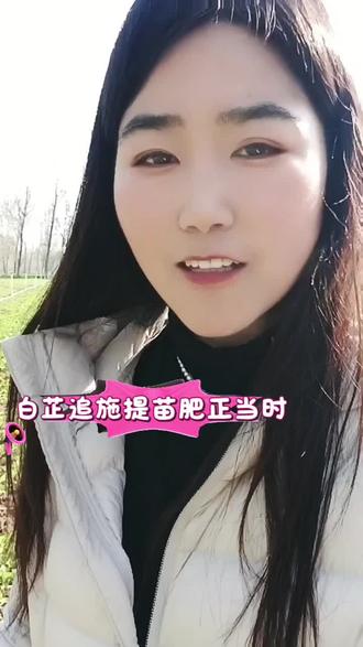 白芷追肥正当时#分享农业小知识 #每天分享种植农业小知识