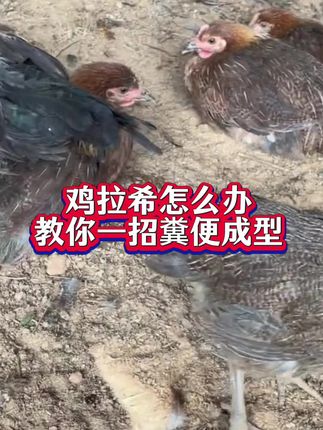 #养鸡人 #生态散养土鸡 #农村养鸡