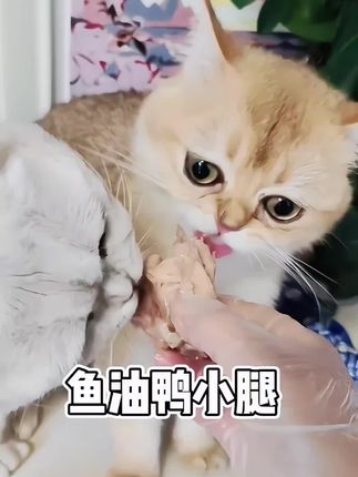 #鱼油鸭小腿 #宠物食品 #萌宠出道计划 #无限回购的宝藏单品 #萌宠出道计划 @巨量千川