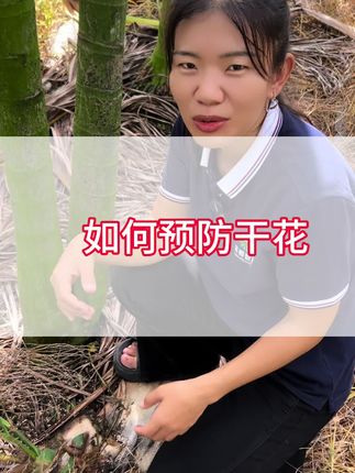 最近干花非常严重,在雨水多的情况下更应该做好疫病防治工作,大家可以用这瓶药喷花!#槟榔干花 #槟榔种植 #槟榔管理