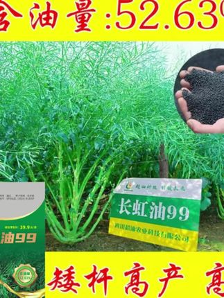 长虹油油菜种子高产油菜籽矮杆新种原装正品黑油菜子杂交早熟种#长虹油99 #油菜种植 #油菜种子 #高产油菜种子 #优质油菜种子