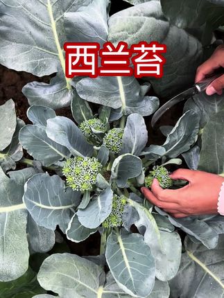 七八月份是种植西兰苔的好时机。西兰苔是一种营养价值丰富的蔬菜,可以在家庭菜园或阳台上种植#小院种菜#西兰苔#自己种的纯天然的绿色蔬菜#种植小技巧