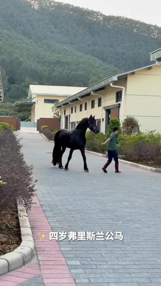 弗里斯兰公马,肩高一米六八,骑乘稳定#创作者扶持计划 #马 #骑马 #养殖人加油 #弗里斯兰马
