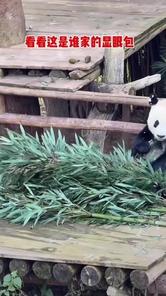 这是谁家的显眼包啊,还神操作,还会转盘取竹子,也太可爱了,它就是重庆动物园奇三妹和妈妈#大熊猫好奇 #大熊猫奇三妹 #来这吸熊猫 #一方水土养一方熊猫 #我们的熊猫宝宝被很多人爱着