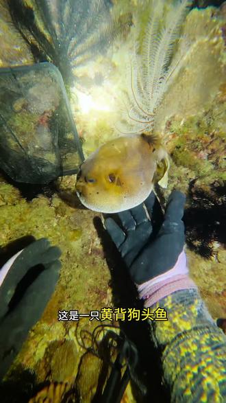 在三亚抓好看的海洋生物,第五期!#赶海 #潜水抓鱼 #海洋生物 #观赏鱼