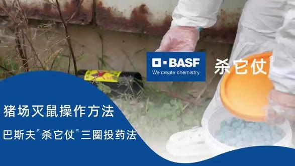 猪场灭鼠操作#猪场#灭鼠#养殖场#农业