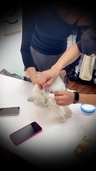 别再给猫乱掏耳朵了!手把手带你在家四步清理,新手铲屎官必看!#猫咪 #耳螨 #养宠经验分享 #新手养猫