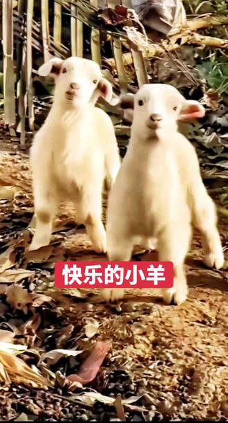 第92集 快乐的小羊,蹦蹦跳跳不怕忙。