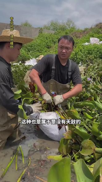 #大表哥vlog 百亩河道清理清道夫行动开启#户外抓鱼 #金汤酸菜鱼#分享家乡美食