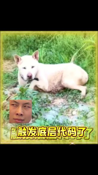 狗子:我都死了,这事也不能怪我了吧
#搞笑 #狗子 #万万没想到 #动物迷惑行为大赏