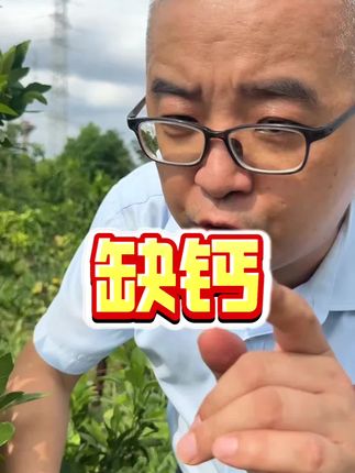 今年日灼和裂果严重,补钙必须到位。 #新农人计划2025 #来抖音学农技 #乡村守护人 #日灼果 #果树管理