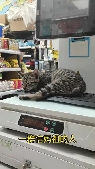 猫咪也说杨梅 妈祖保佑不了作恶的人类#萌宠出道计划 #猫咪的迷惑行为