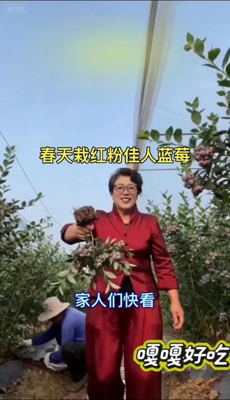#好物推荐🔥 #三农流量扶持计划 #红粉佳人蓝莓树苗 #盆栽 地栽南北适宜种植#喜欢的朋友可以带回家