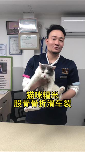猫咪骨折怎么办? 猫骨折多久能好?猫咪骨折要花多少钱?#猫咪骨折 #猫骨折 #猫 #猫咪骨折手术 #梁萌麟医