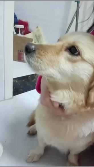 刚刚刷到连云港的两个小孩放烟花活活烧死狗笼子的狗真的不能看心疼人,所以说坏种不分老少骨子里边生就里