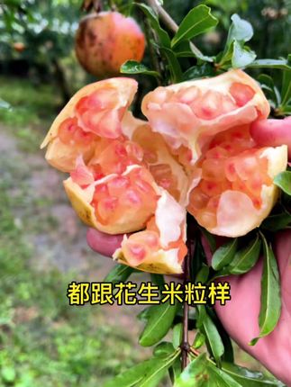 老乡们,家里的石榴甜啦,快来尝尝家乡味道#地方特产 #怀远玉石籽石榴