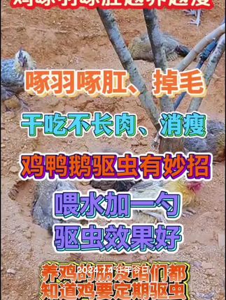 #三农 #养鸡 #养鸡人 #生态散养土鸡 #鸡鸭鹅养殖