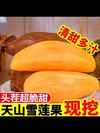 99%的人没吃过,但吃过就会爱上的神仙水果——天山雪莲果!你肯定好奇它啥味道?我告诉你:集合了雪梨的脆、荸荠的甜、萝卜的多汁于一身!听起来是不是很神奇?但它最神的还是营养价值,富含20多种氨基酸和维生素,俗称“地下水果之王”!现在正是最新鲜的时候,果园现挖直发,没试过的朋友,这次一定要抓住机会,我保证你会回来谢我!#雪莲果 #云南天山雪莲果 #太好吃了 #新鲜应季水果 #脆甜多汁